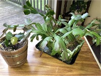 2-Christmas cactus live plants