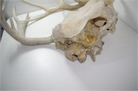 Deer Skull