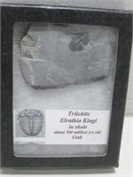 2" Trilobite Fossil