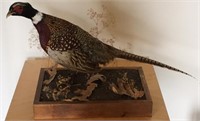 Ring Neck Pheasant Mounted on Scenic Base