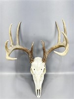 5x6 Whitetail buck European mount 14 inches wide
