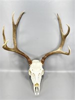 4x4 mule buck European mount 20.5 inches wide 18