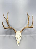 4x4 mule buck European mount 22 inches wide 18