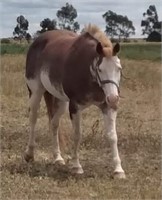 (VIC) APS INCENTIVE - PAINT MARE