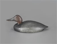 Canvasback Drake