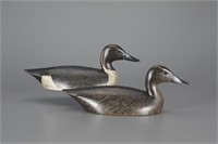 Pintail Pair