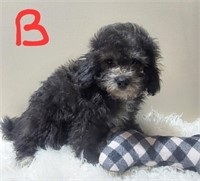 Male#2-Toy Poodle Puppy-04/01/2024