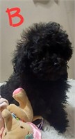 Male-Toy Poodle Puppy-04/01/2024