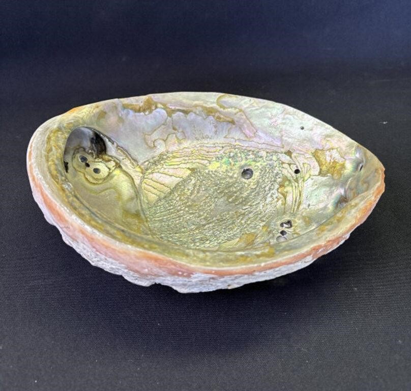 Abalone seashell