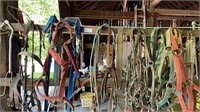Bridle- lead ropes