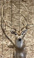 Axis Deer Taxidermy Mount