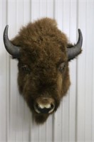 Buffalo Shoulder Mount, 23" Wide, 34" Tall