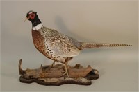 Ring-necked Pheasant Rooster