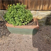 HUGE HEAVY Planter W Chrysanthemum Plant