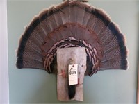 Turkey Tail Feather Mount