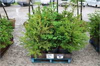 12 NORWAY SPRUCE - 3' TO 4'