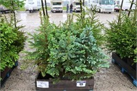 12 MIXED SPRUCE TREES - 3' TO 4'