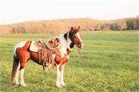 REMI-12 YR OLD PONY