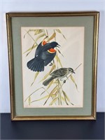 Vintage Framed Print - Red-wing Black Birds