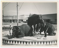 8x10 elephants posed with man and woman