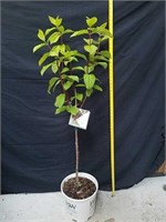 57-in firelight hydrangea shrub