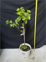 45 inch little lime hydrangea shrubs