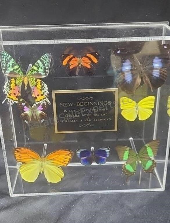 Butterfly collection mounted in acrylic box.