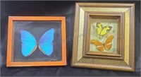 Butterflies mounted in two wood frames.