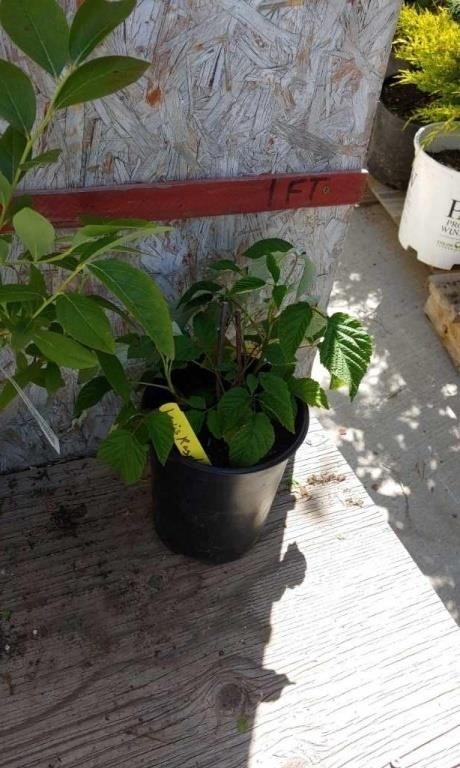 Online Nursery Plant Auction 6/20