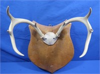 Mounted Deer Antlers