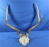 Elk Antlers (Wyoming) 26" Spread