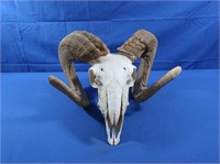 Ram Skull w/Horns