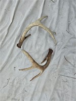Old Sheds- 8 point