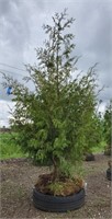 American Arborvitae Tree. 8' tall. Tall growing,