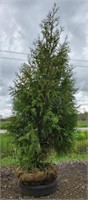 American Arborvitae. 9' tall. Tall growing, over