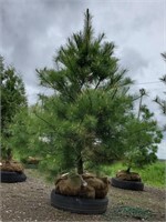 White Pine Tree. 7' tall. Tall growing, over 35'