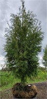 American Arborvitae Tree. 8' tall. Tall growing,