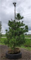 White Pine Tree. 7' tall. Tall growing, over 35'