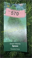 3 gallon Dwarf Alberta Spruce