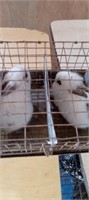 bunny rabbits unsexed
