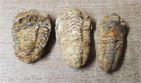 (3) Trilobite Specimens