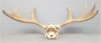 5x5 Moose Antlers