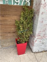 Red Planter w/ Cedar
