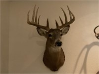 Trophy 10 Point White Tail Buck Mount!!