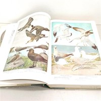 Book: Birds of America