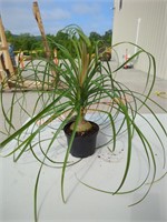 Small Ponytail Palm