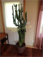 Large Live Cactus
