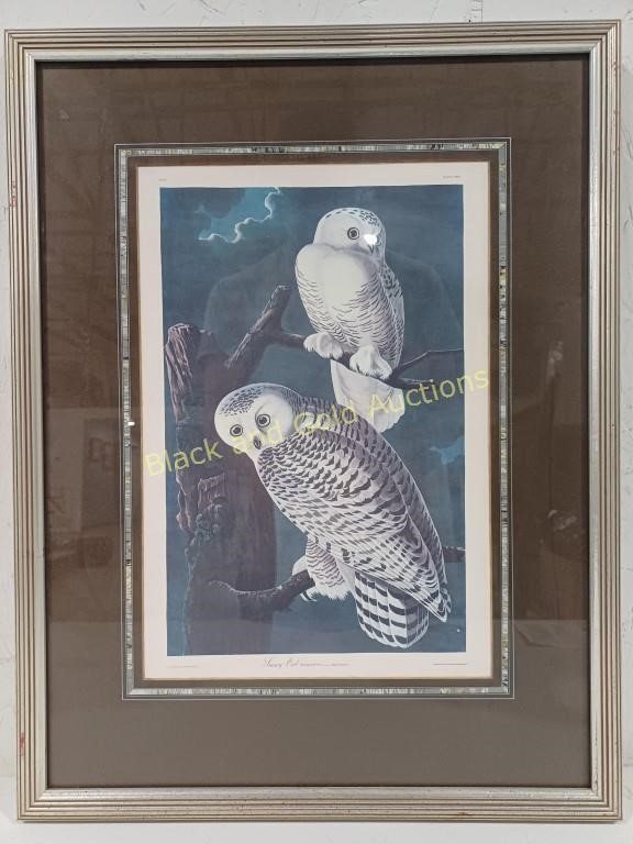 Snowy Owl Framed Print