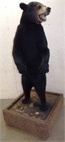 Standing Full Body Black Bear Taxidermy Mount