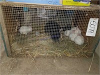 Doe & 9 Bunnies - Selling As A Unit